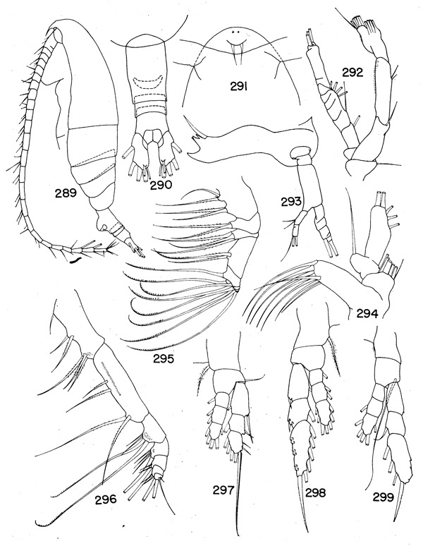 Species Euaugaptilus vescus - Plate 1 of morphological figures