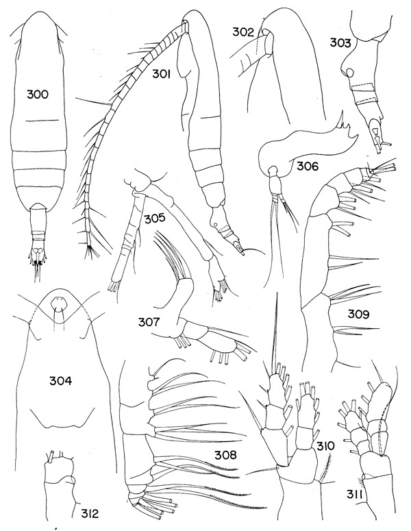 Species Euaugaptilus diminutus - Plate 1 of morphological figures