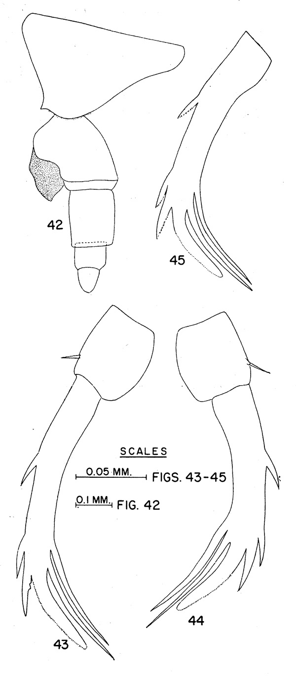 Espce Candacia truncata - Planche 2 de figures morphologiques
