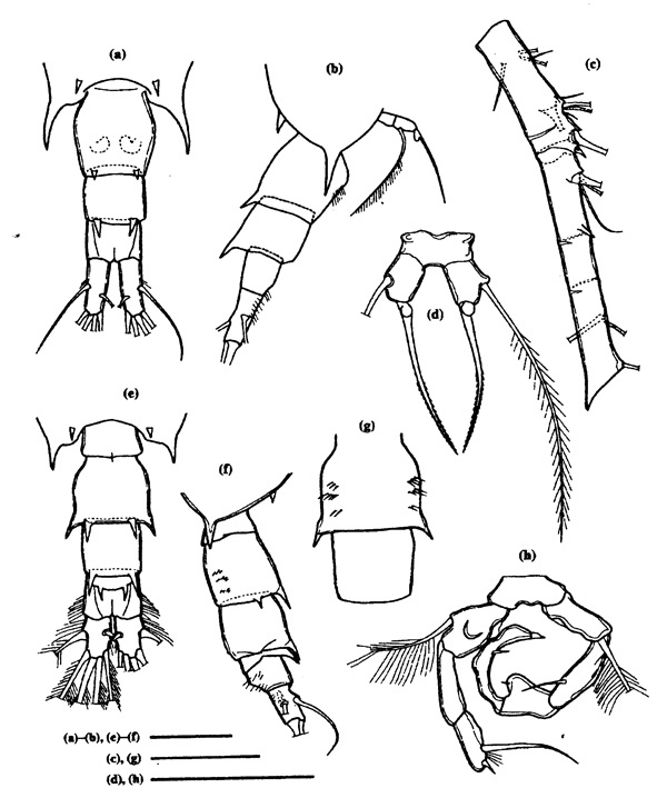 Espèce Acartia (Odontacartia) pacifica - Planche 1 de figures morphologiques