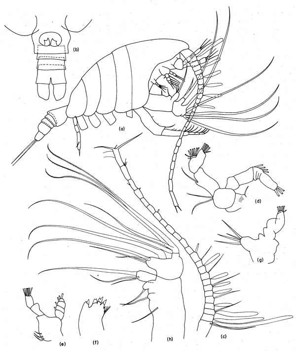 Espèce Temorites discoveryae - Planche 1 de figures morphologiques