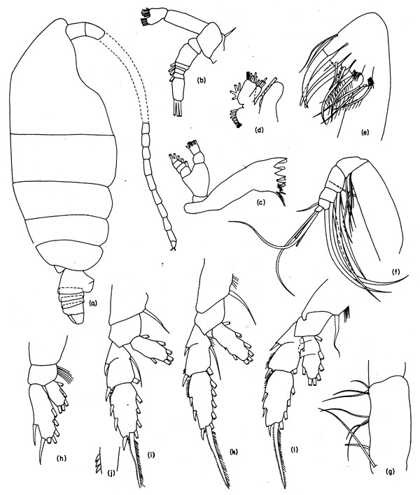 Species Chiridiella subaequalis - Plate 2 of morphological figures