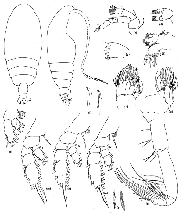 Espce Chiridiella kuniae - Planche 1 de figures morphologiques