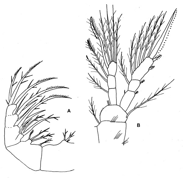 Espce Oithona dissimilis - Planche 3 de figures morphologiques