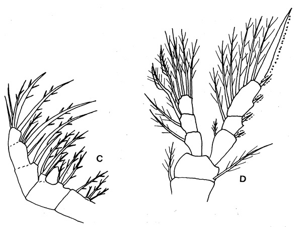 Species Oithona hebes - Plate 3 of morphological figures