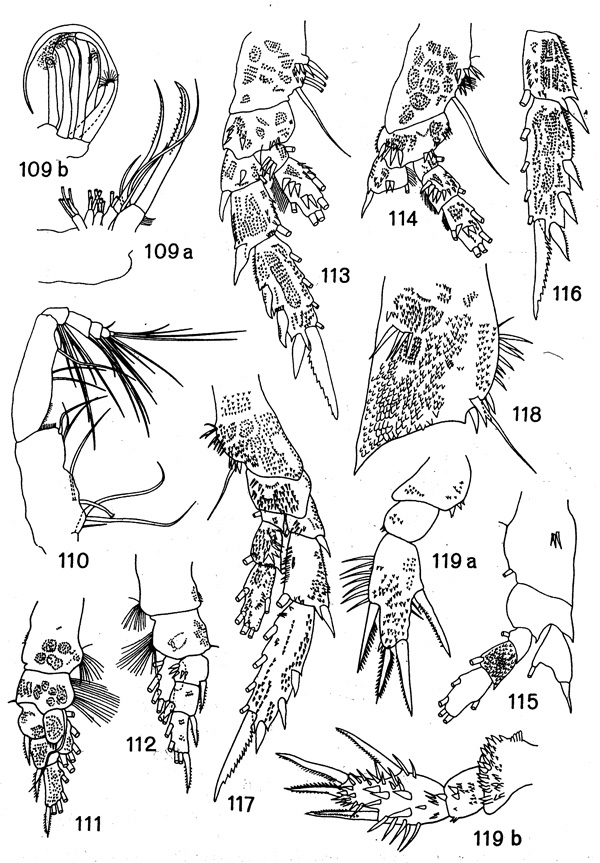 Species Brachycalanus ordinarius - Plate 2 of morphological figures