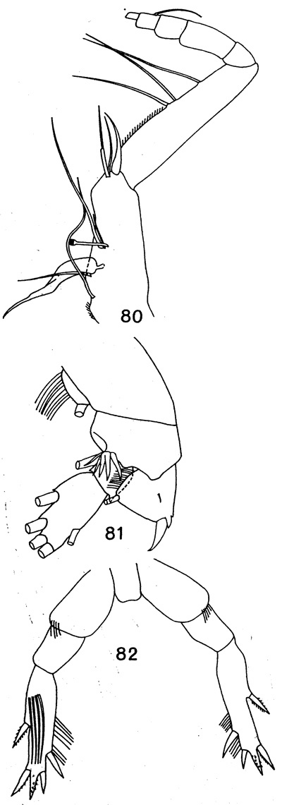 Espèce Neoscolecithrix magna - Planche 2 de figures morphologiques