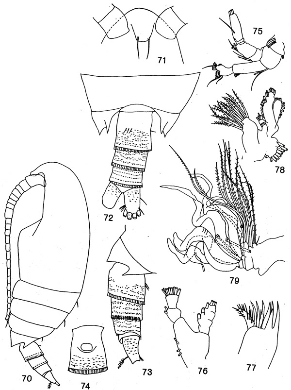 Espèce Neoscolecithrix magna - Planche 1 de figures morphologiques