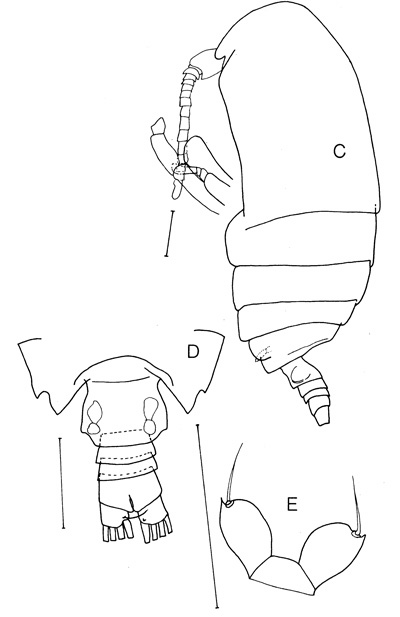 Espèce Griceus buskeyi - Planche 1 de figures morphologiques