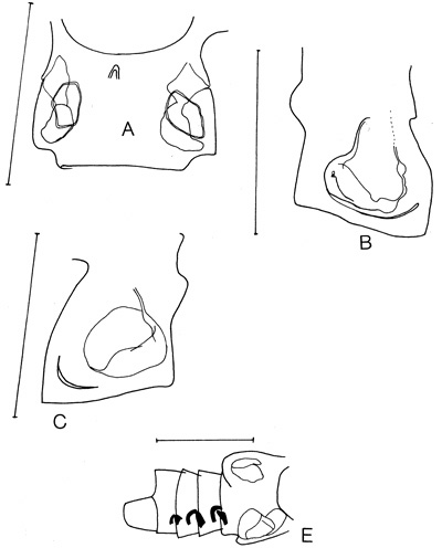 Species Griceus buskeyi - Plate 2 of morphological figures