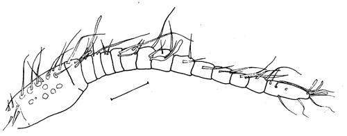 Species Griceus buskeyi - Plate 3 of morphological figures