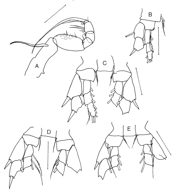 Espèce Griceus buskeyi - Planche 5 de figures morphologiques