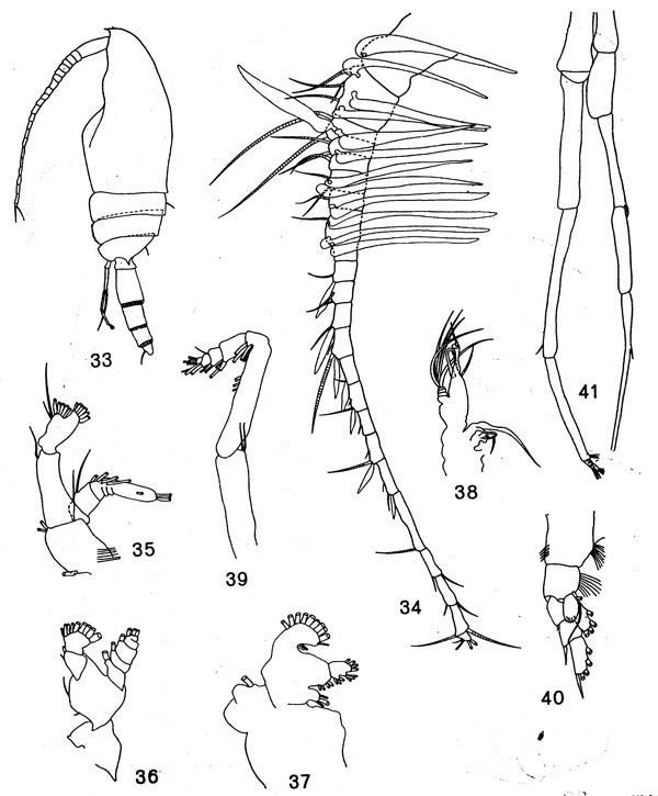 Espce Bradyidius luluae - Planche 2 de figures morphologiques