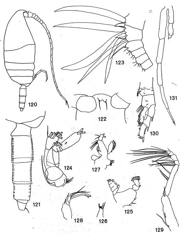 Species Xanthocalanus sp.1 - Plate 1 of morphological figures