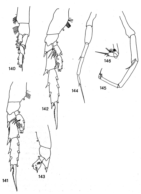 Species Talacalanus sp.2 - Plate 2 of morphological figures