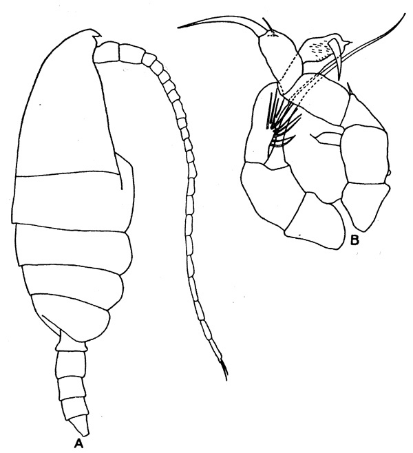 Species Monacilla typica - Plate 4 of morphological figures