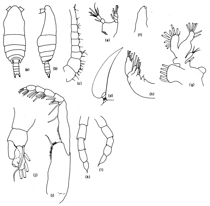 Espce Mimocalanus nudus - Planche 2 de figures morphologiques