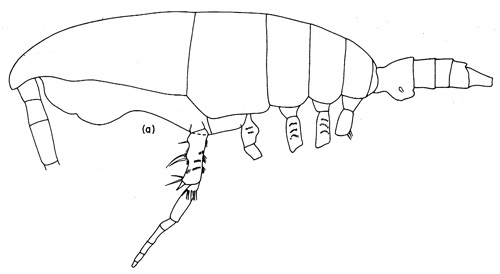 Espèce Spinocalanus abyssalis - Planche 4 de figures morphologiques