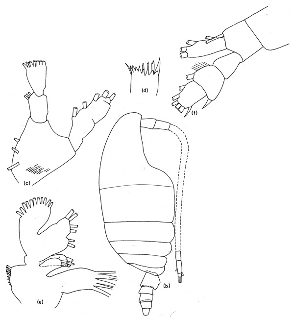 Espèce Mimocalanus ovalis - Planche 1 de figures morphologiques