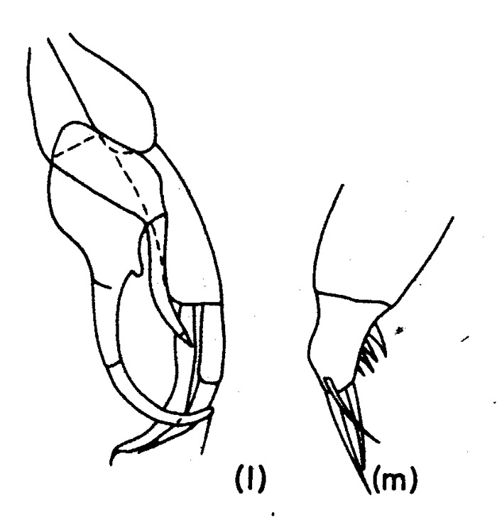 Espèce Racovitzanus levis - Planche 1 de figures morphologiques