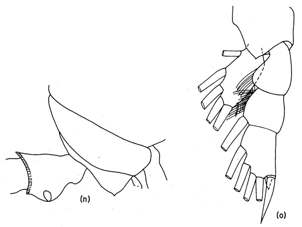 Espèce Falsilandrumius bogorovi - Planche 2 de figures morphologiques