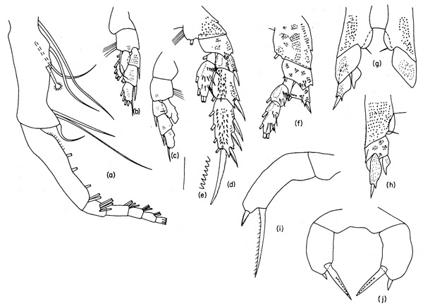 Espce Pseudoamallothrix laminata - Planche 3 de figures morphologiques