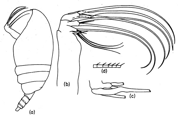 Espèce Bradfordiella fowleri - Planche 2 de figures morphologiques
