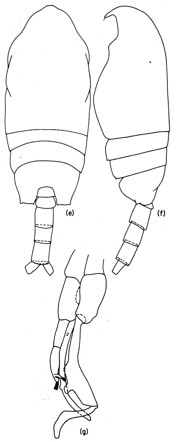 Espèce Undinella simplex - Planche 2 de figures morphologiques
