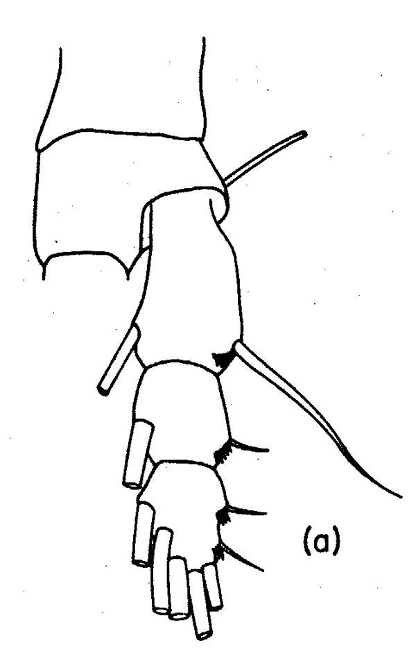 Espce Euaugaptilus bullifer - Planche 5 de figures morphologiques