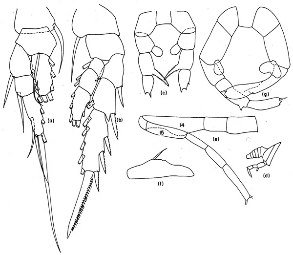 Espce Zenkevitchiella atlantica - Planche 2 de figures morphologiques