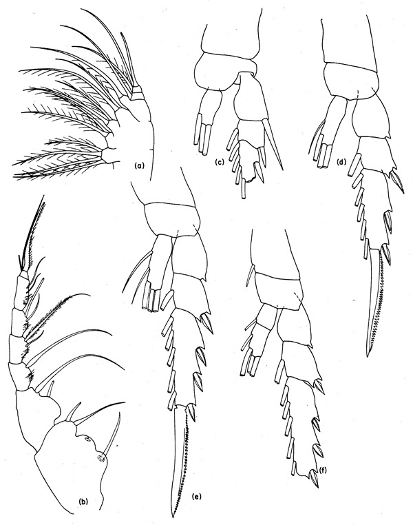 Espce Pertsovius longus - Planche 2 de figures morphologiques