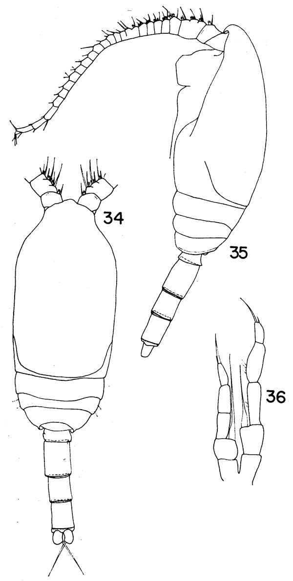 Espèce Spinocalanus abyssalis - Planche 5 de figures morphologiques