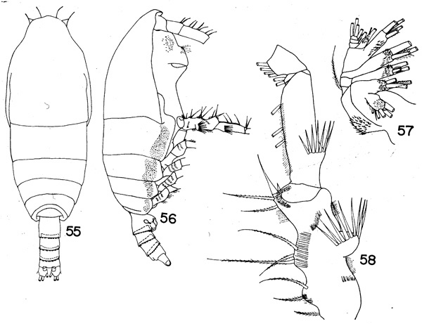 Species Spinocalanus hoplites - Plate 1 of morphological figures