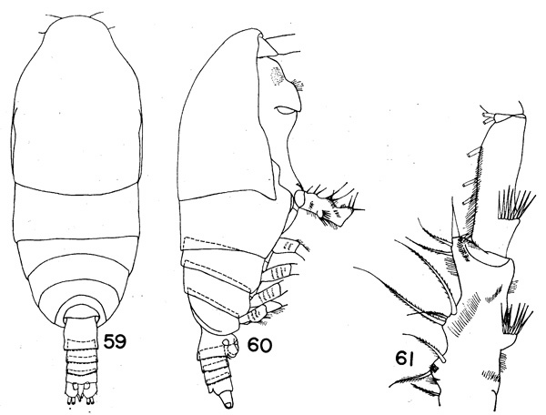 Espce Spinocalanus aspinosus - Planche 1 de figures morphologiques