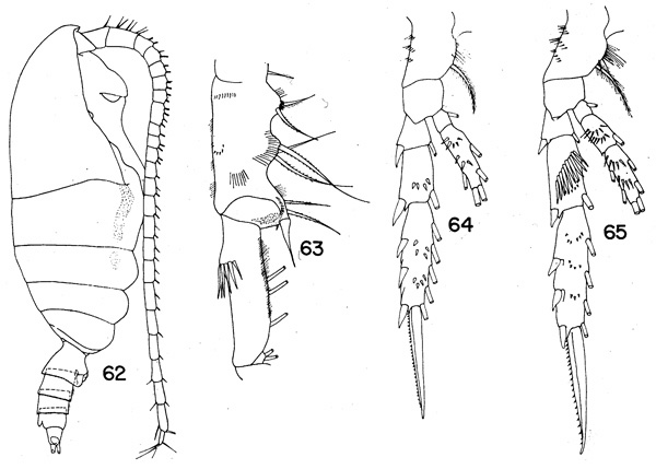 Species Spinocalanus oligospinosus - Plate 1 of morphological figures