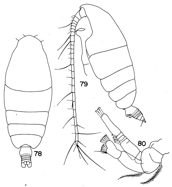 Espèce Chiridiella bispinosa - Planche 2 de figures morphologiques