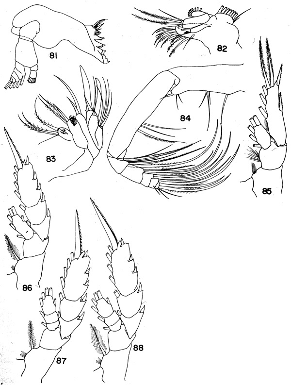 Espèce Chiridiella bispinosa - Planche 3 de figures morphologiques