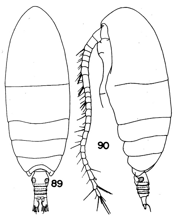 Espèce Brodskius paululus - Planche 1 de figures morphologiques