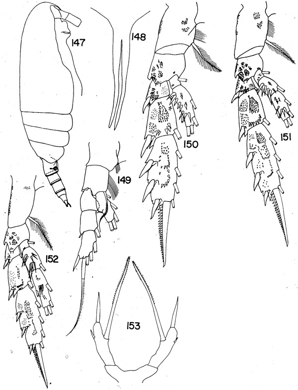 Species Scaphocalanus medius - Plate 2 of morphological figures