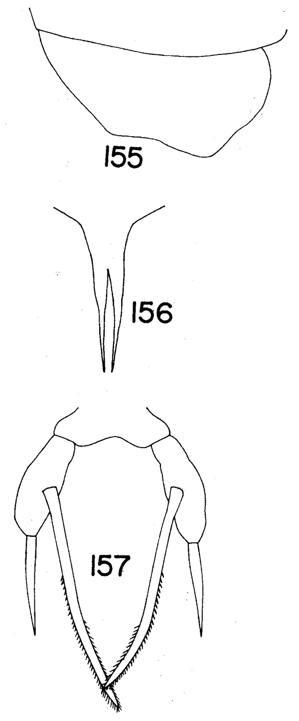 Species Scaphocalanus longifurca - Plate 3 of morphological figures
