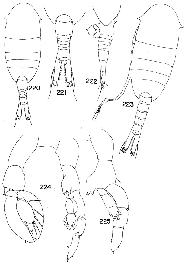 Species Lucicutia paraclausi - Plate 2 of morphological figures