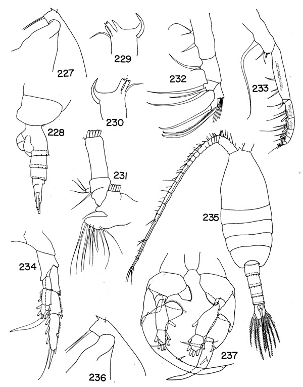 Species Heterorhabdus spinifer - Plate 6 of morphological figures