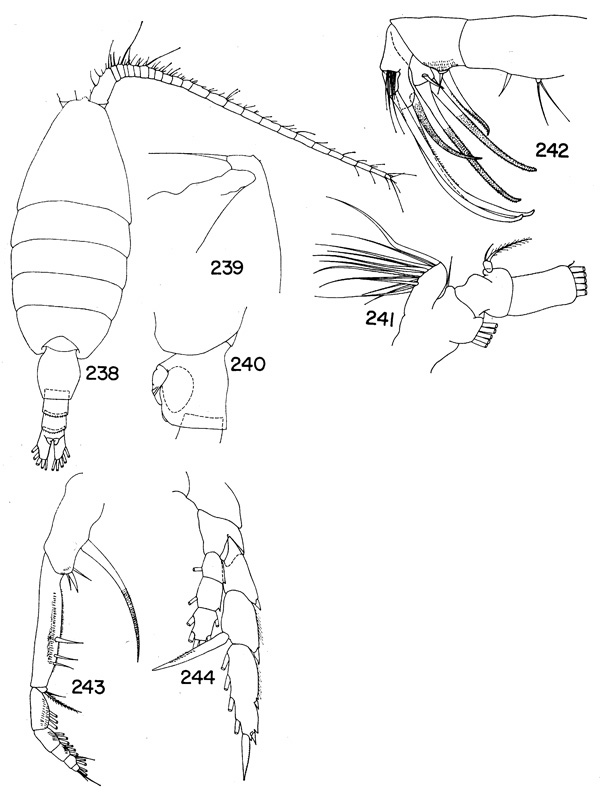 Species Heterorhabdus caribbeanensis - Plate 3 of morphological figures