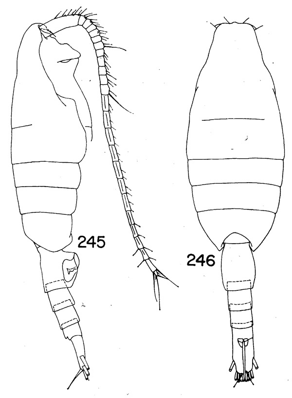 Espce Paraheterorhabdus (Paraheterorhabdus) vipera - Planche 5 de figures morphologiques