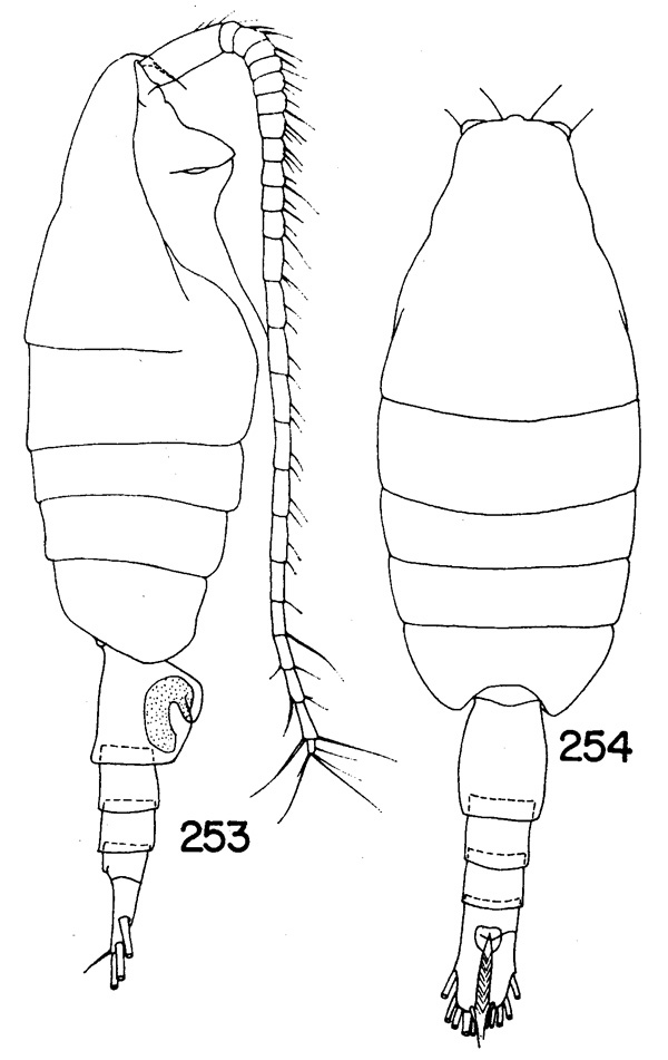Species Paraheterorhabdus (Paraheterorhabdus) medianus - Plate 3 of morphological figures