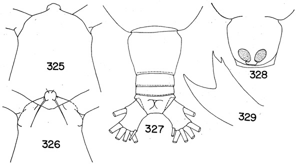 Species Haloptilus longicornis - Plate 6 of morphological figures