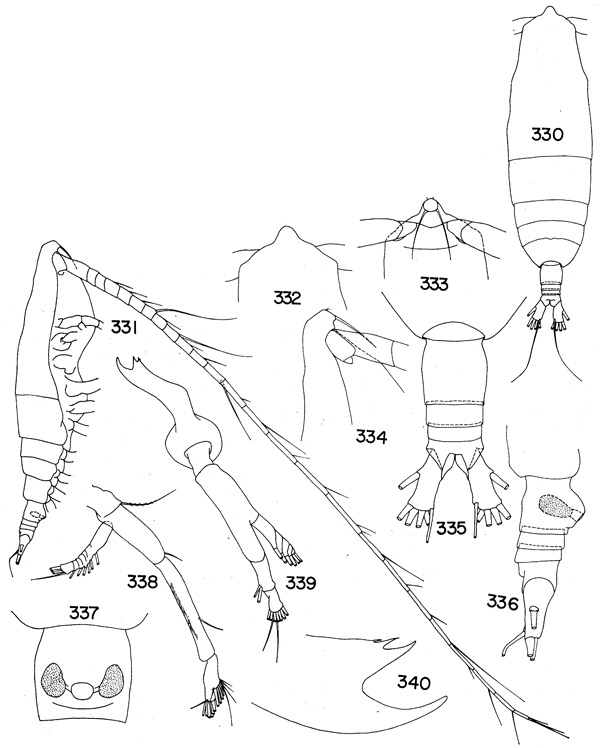 Espèce Haloptilus longicirrus - Planche 3 de figures morphologiques