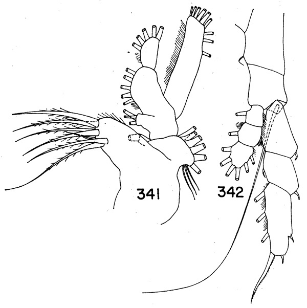 Espèce Haloptilus longicirrus - Planche 4 de figures morphologiques