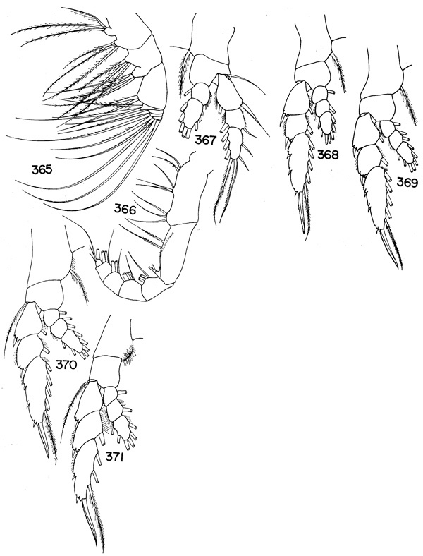 Espce Haloptilus caribbeanensis - Planche 2 de figures morphologiques