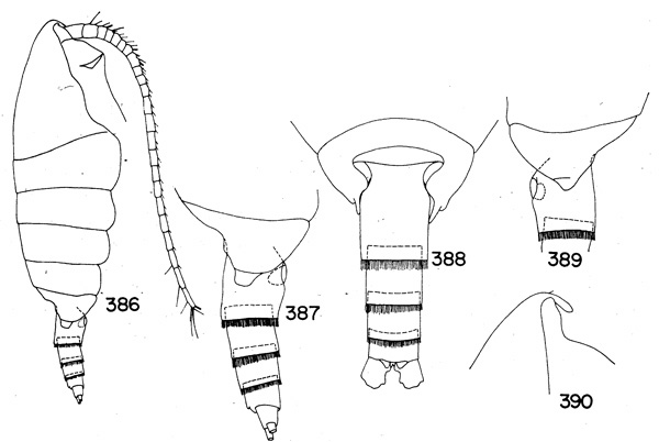 Espèce Temorites similis - Planche 2 de figures morphologiques